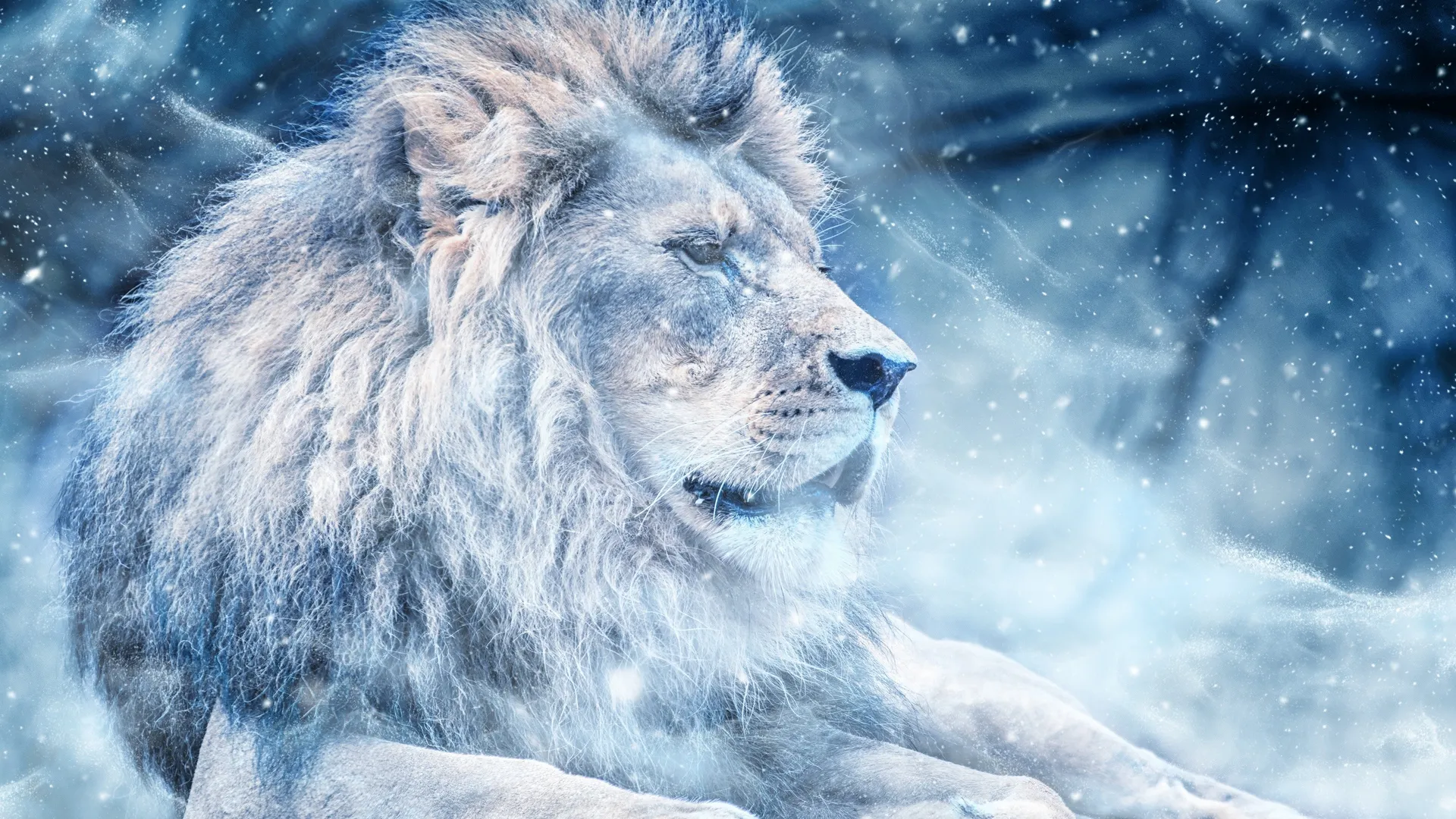 Ice Lion in Snowstorm Winter Themed Digital Art HD Wallpaper