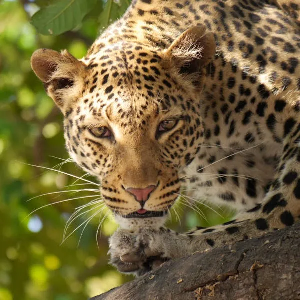 Intense Close Up of Leopard Face in Natural Sunlight