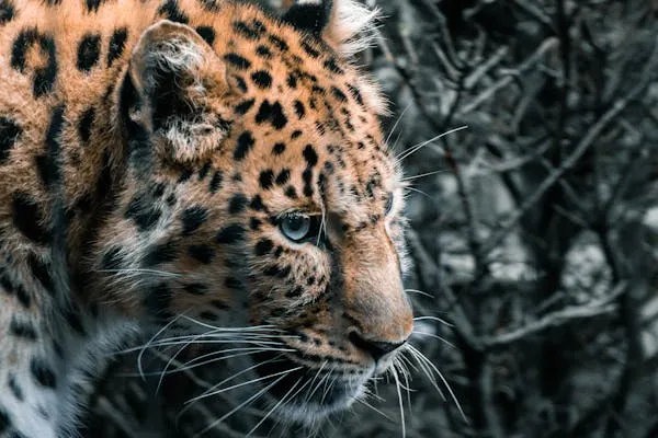 Intense Close Up Portrait of Leopard Beautiful Face