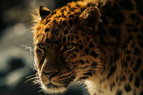 Intense Gaze of Wild Leopard in Natural Sunlight Wallpaper