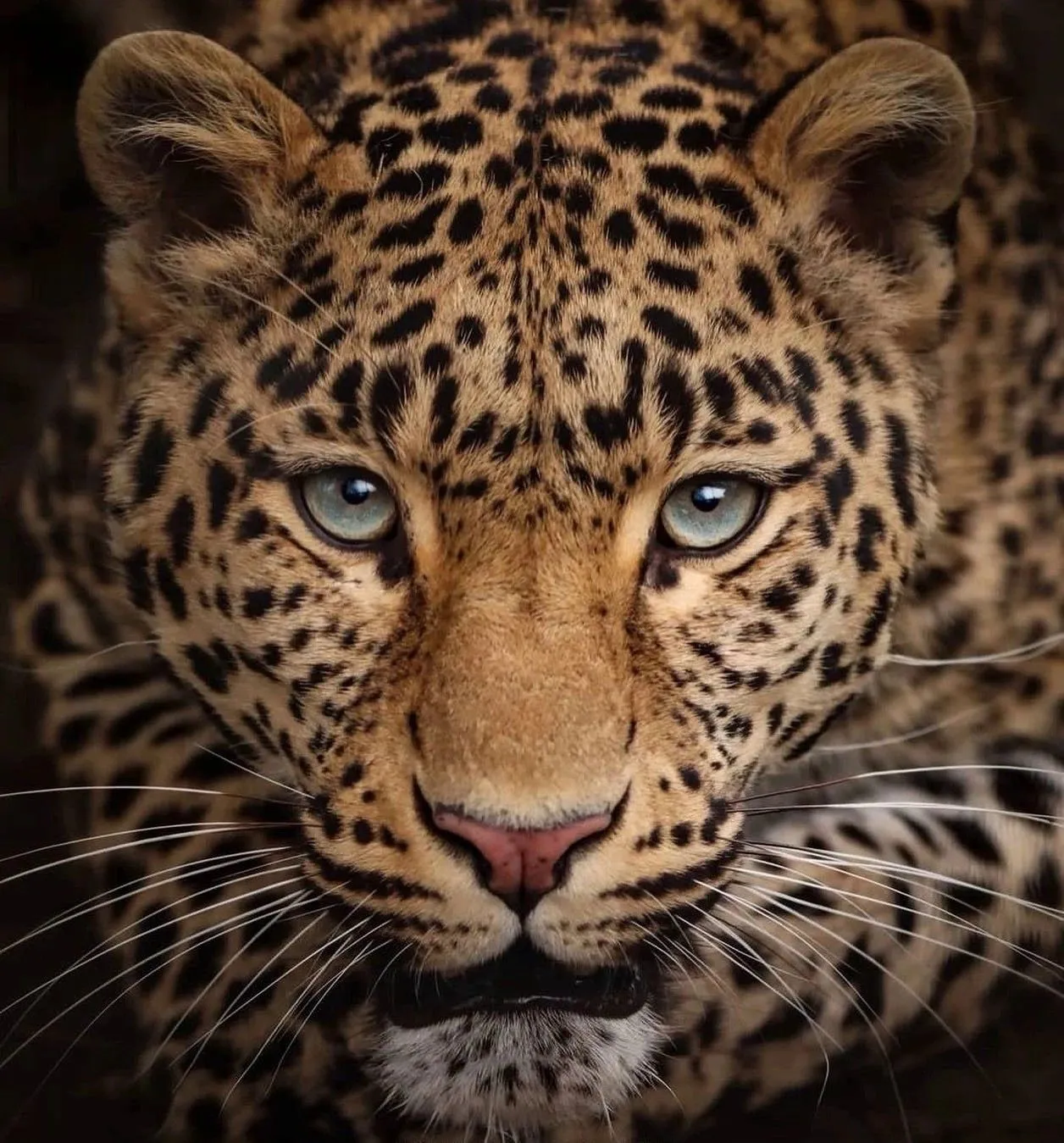 Intense Leopard Face with Blue Eyes Natural Habitat Image