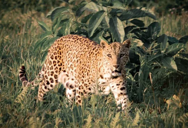 Intense Leopard Looking Silently Near Tall Forest Bushes
