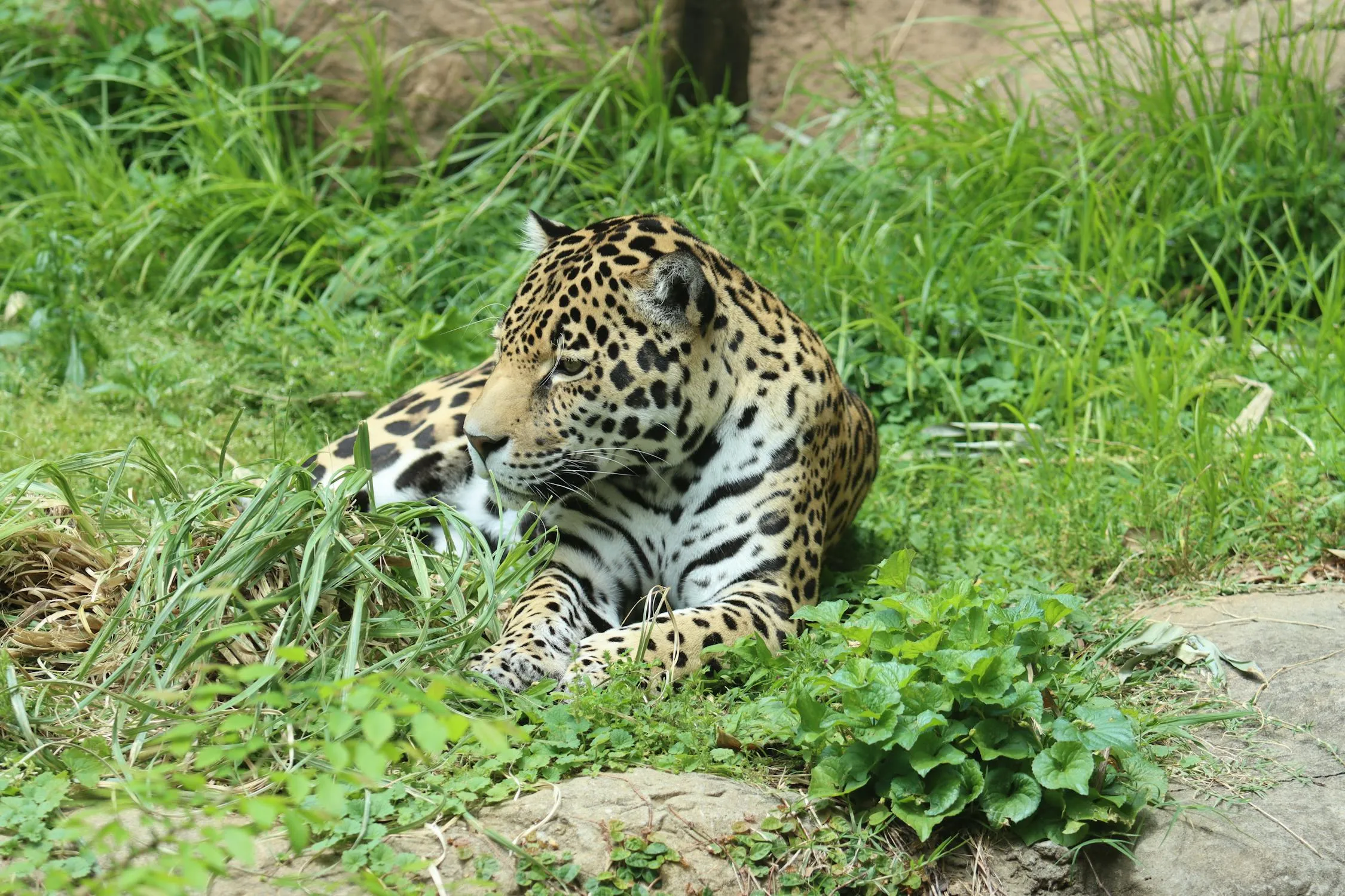 Jaguar Is Resting in the Lush Green Jungle Free Wallpaper