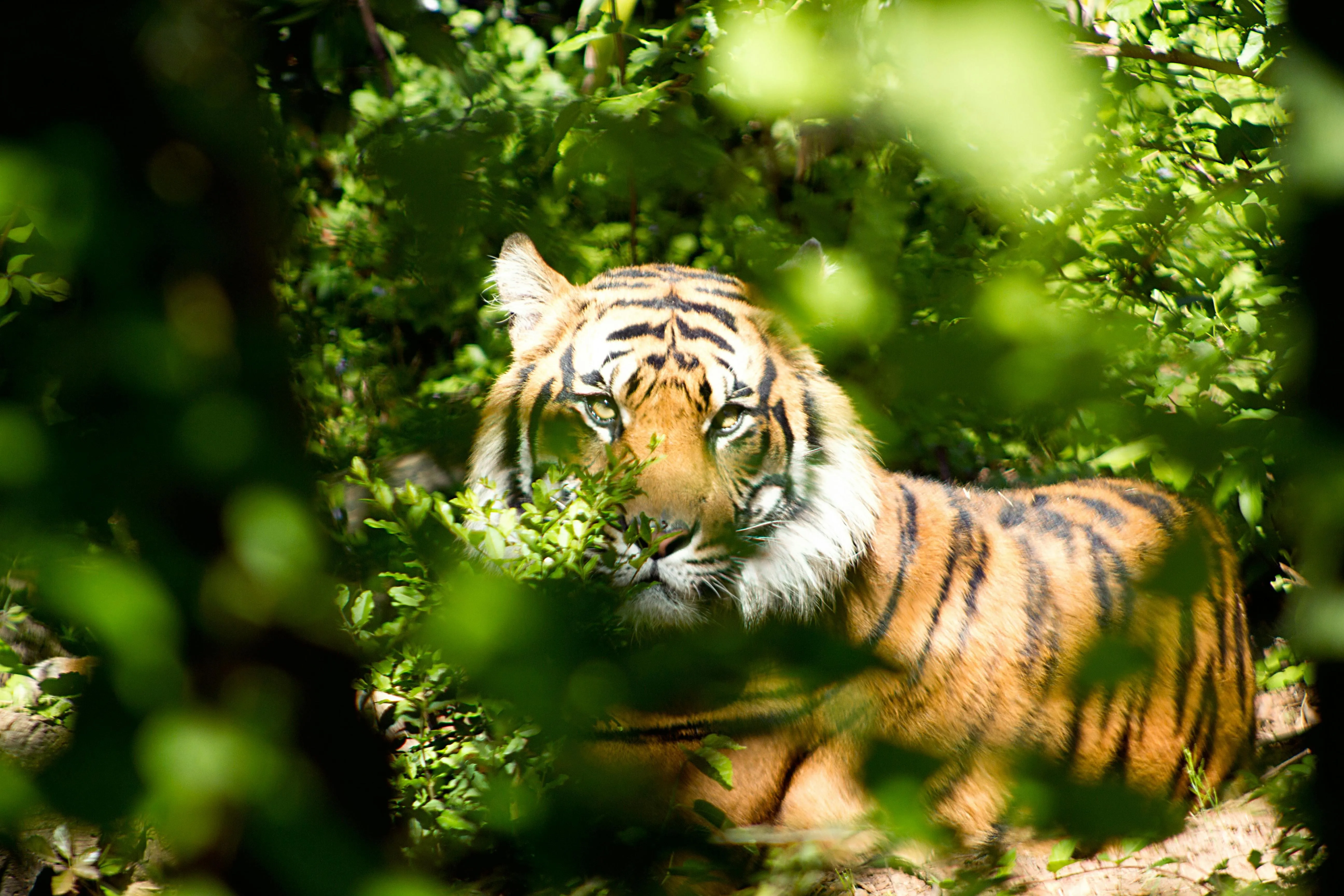 Jungle Silence Tiger Resting In The Forest HD Free Wallpaper