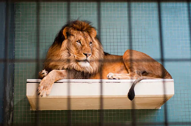 King of the Jungle in the Cage in the Zoo HD Free Wallpaper