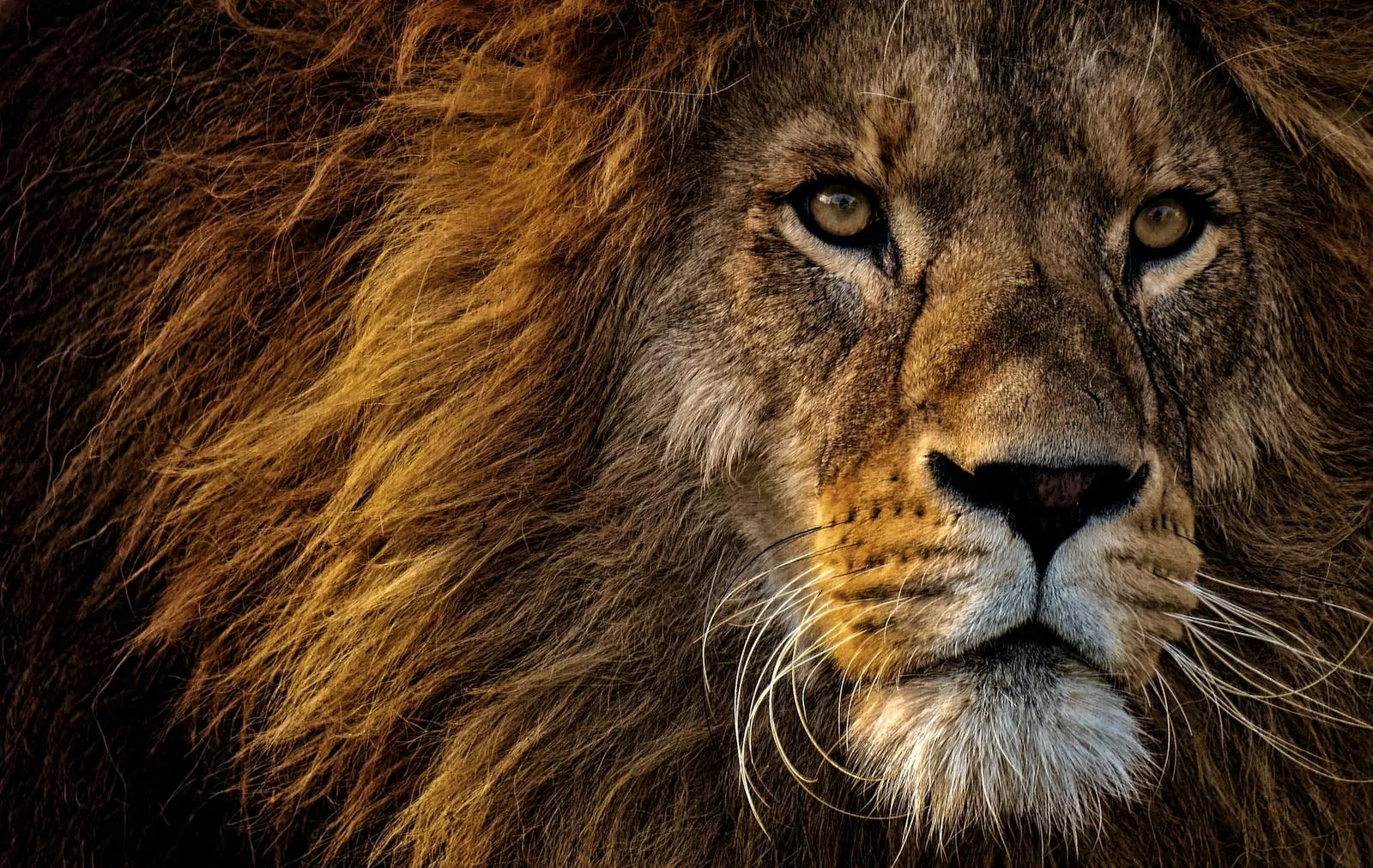 Landscape Wallpaper of a Fearless Lion Free Download