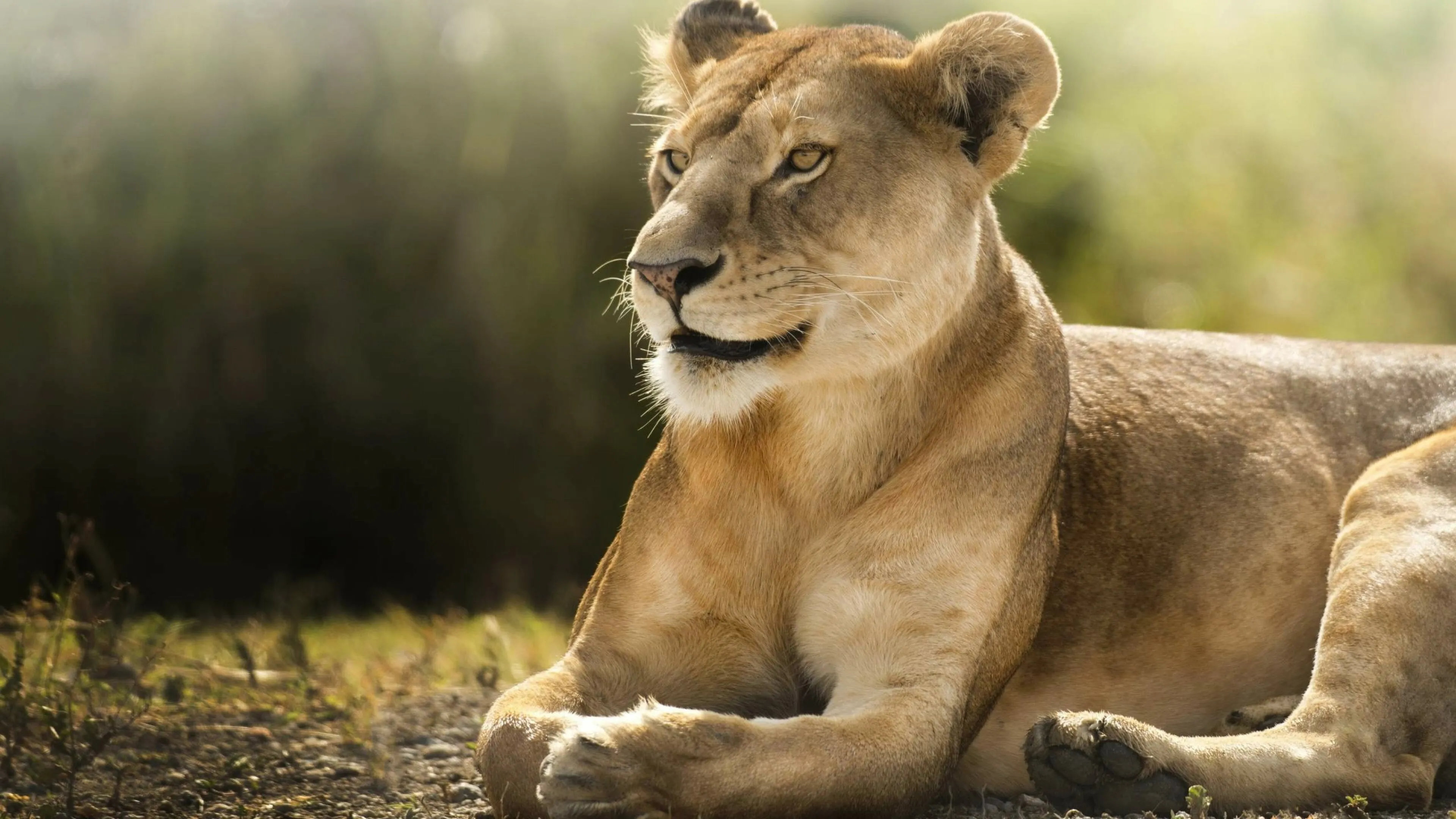 Landscape Image of Lioness Sitting Side View Free Wallpaper