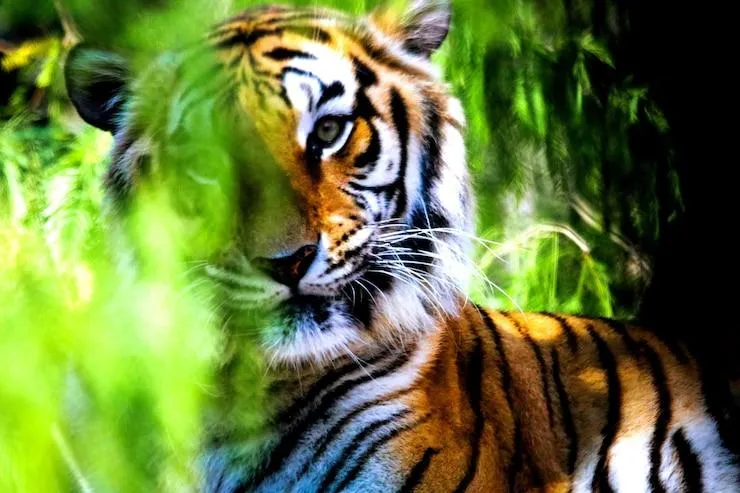 Landscape Image Of Tiger With Cute Expression Free Download