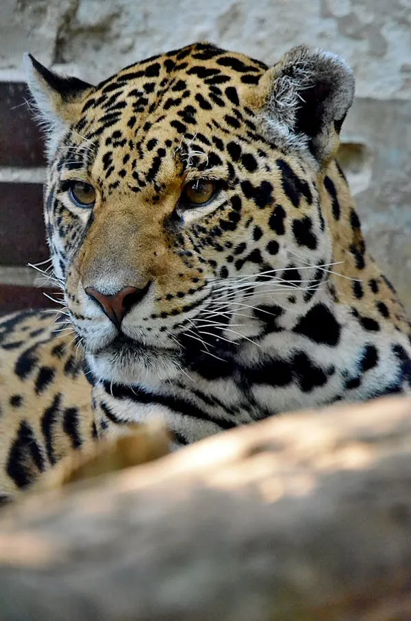 Leopard with Alert Reaction While Resting on Thick Tree