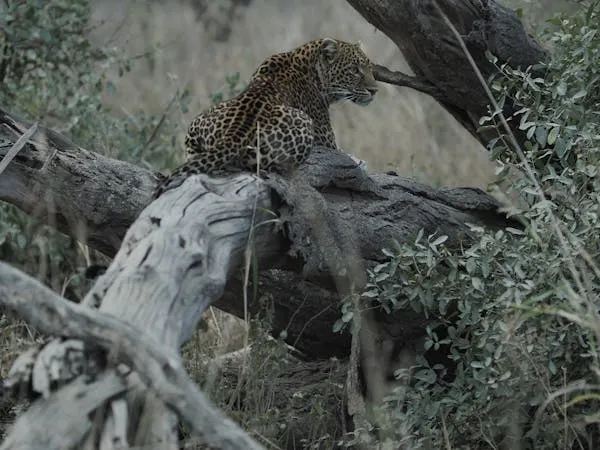 Leopard Balancing Carefully on Fallen Tree in the Jungle
