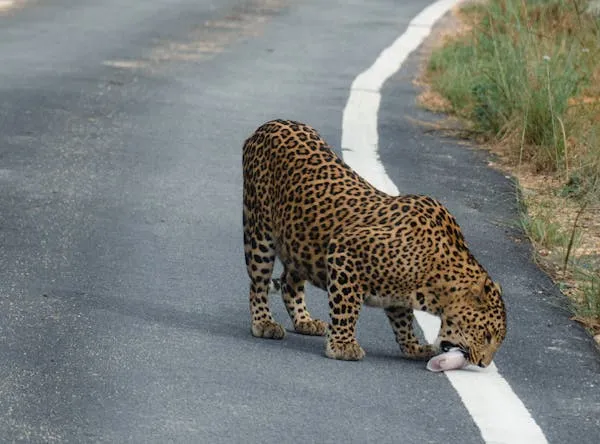 Leopard Biting Bottle in Roadside Natural Wild Habitat