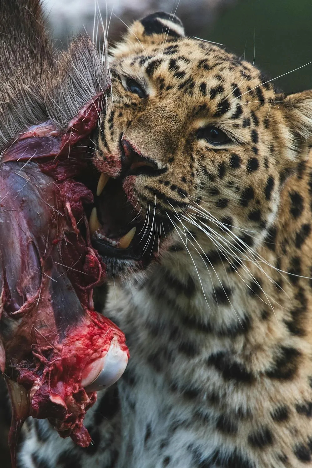 Leopard Biting Raw Meat During Feeding Wild Habitat