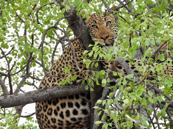 Leopard Calmly Climbing on Tree Branch Landscape Wallpaper