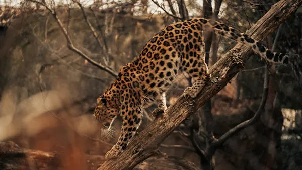 Leopard Carefully Climbing Tree Branch in Dry Forest