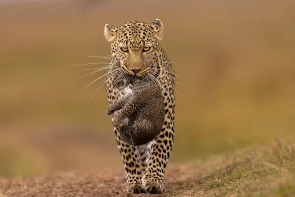Leopard Carrying its Small Cub Gently Across Dry Land