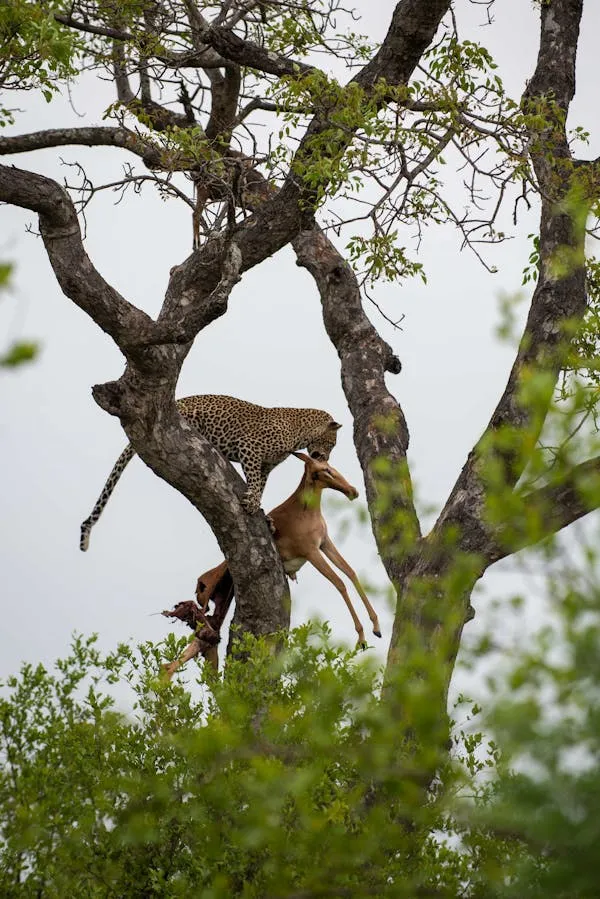 Leopard Is Climbing in the Branches of Tree with Deer
