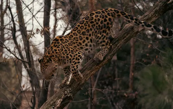 Leopard Is Climbing Down the Tree Trunk in Forest