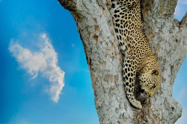 Leopard Climbing High Into Tree Under Bright Blue Sky