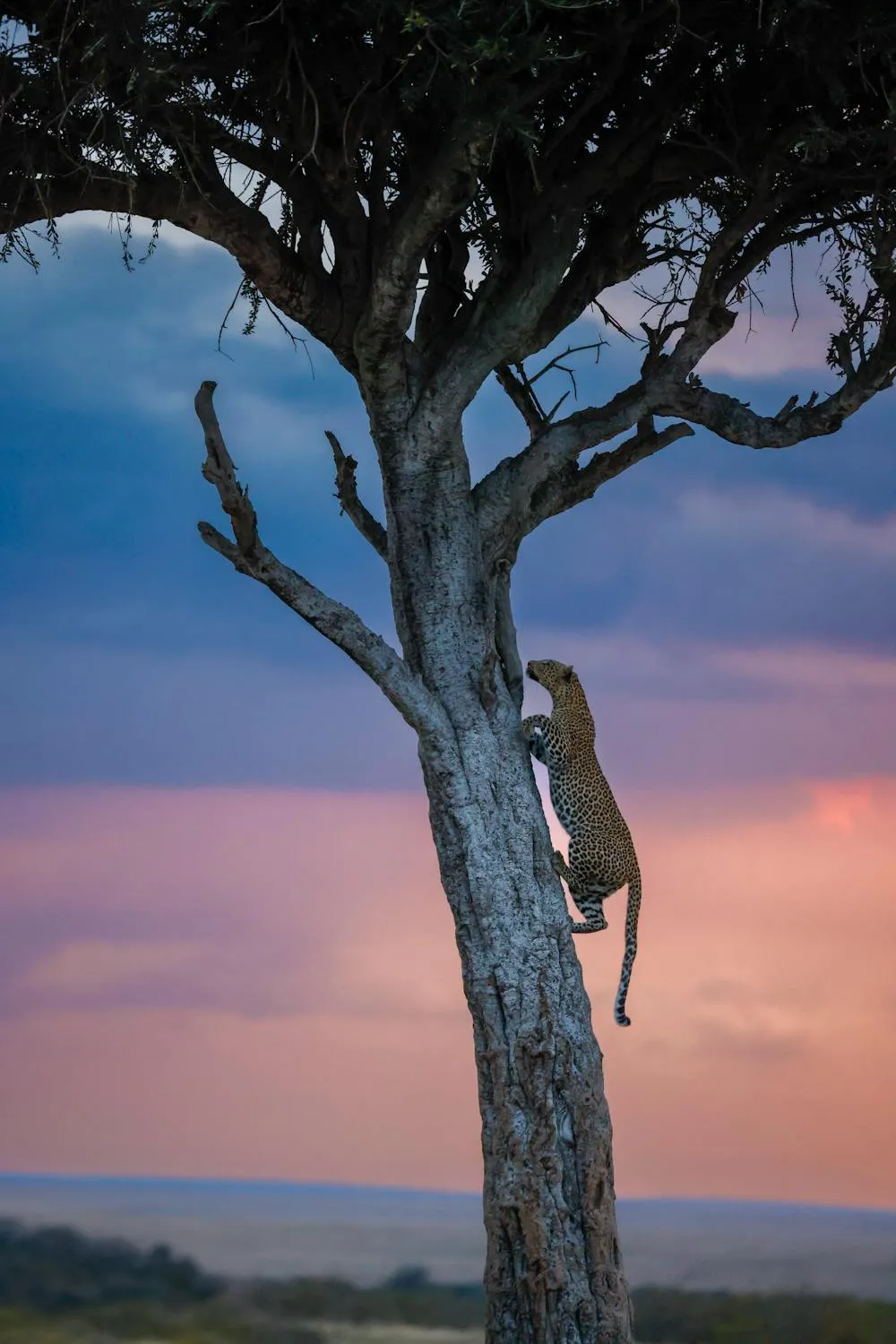 Leopard Climbing High Tree at Sunset with Colorful Sky