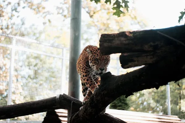 Leopard Climbing Large Dry Wood in Zoo Free Wallpaper