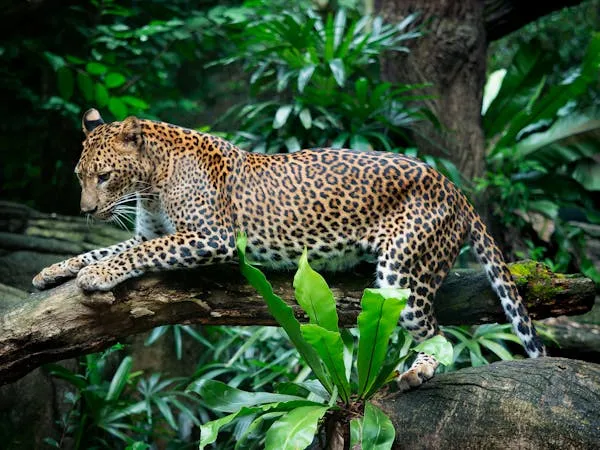 Leopard Climbing Over Bright Green Jungle Free HD Wallpaper