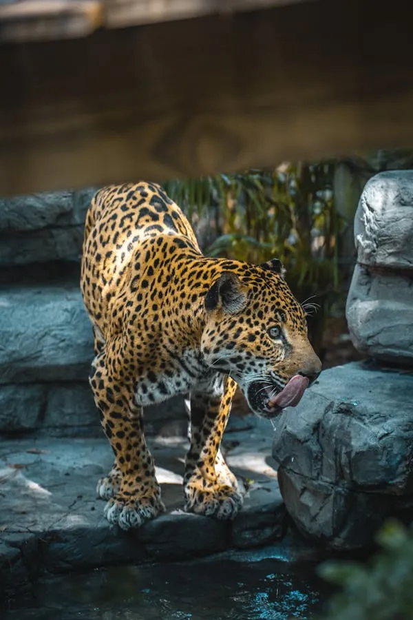 Leopard Climbing on Rocky Ledge Near Waterfall Wallpaper