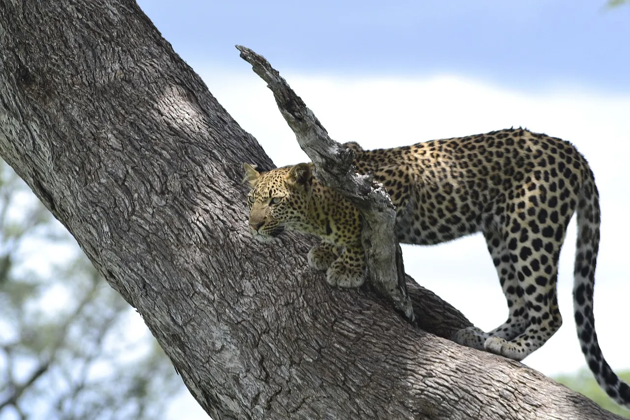 Leopard Climbing on Tree Wildlife Desktop Wallpaper