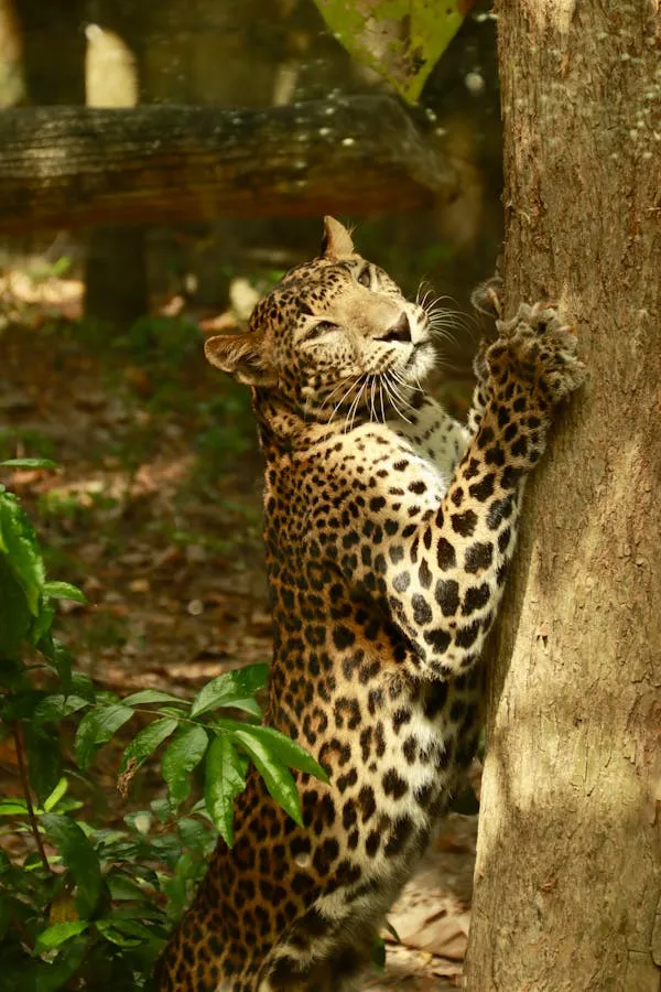 Leopard Climbing Tree Trunk Surrounded By Green Forest