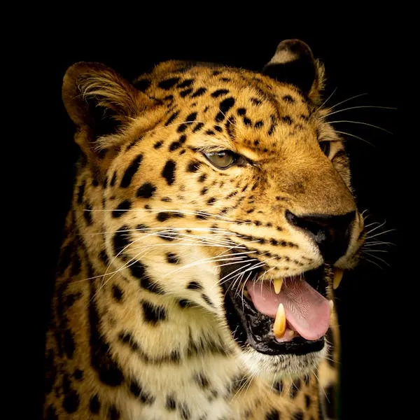 Leopard Close Up Image with Open Mouth and Fierce Teeth