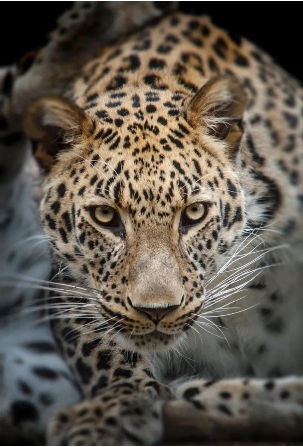 Leopard Crouching Low in the Forest with an Alert Expression