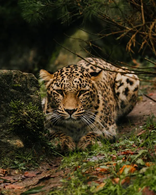 Leopard Crouching Low To the Ground Near the Rock Wallpaper