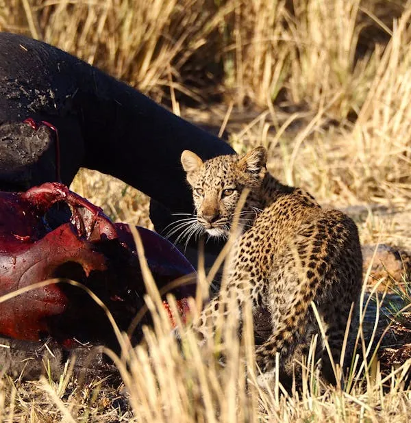 Leopard Cub Eating the Raw Meat of Another Wild Animal