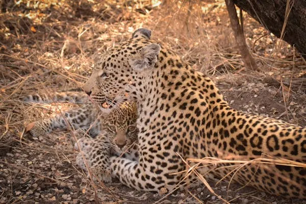 Leopard and Cub Sitting in the Jungle Near Tree Wallpaper