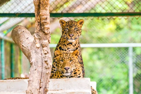 Leopard Cubs Sitting Near Tree Inside the Zoo HD Wallpaper