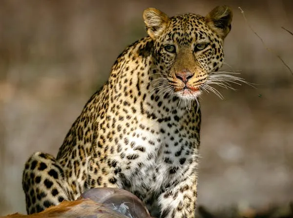 Leopard Eating Animal Meat and in an Alert Expression