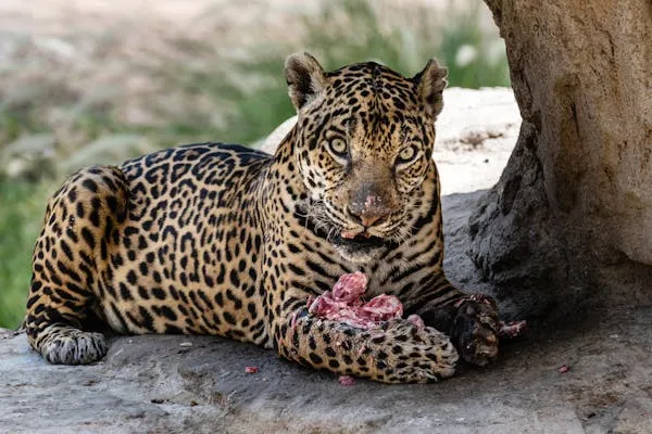 Leopard Eating Raw Meat Under Tree Natural Wild Habitat