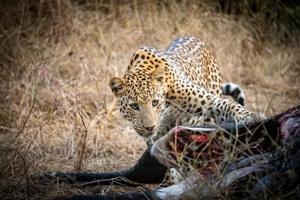 Leopard Eating Wild Animal Meat with Dry Field in Background