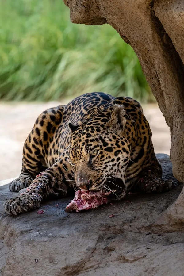 Leopard Enjoying Fresh Meal Under Tree Shade in Zoo Area