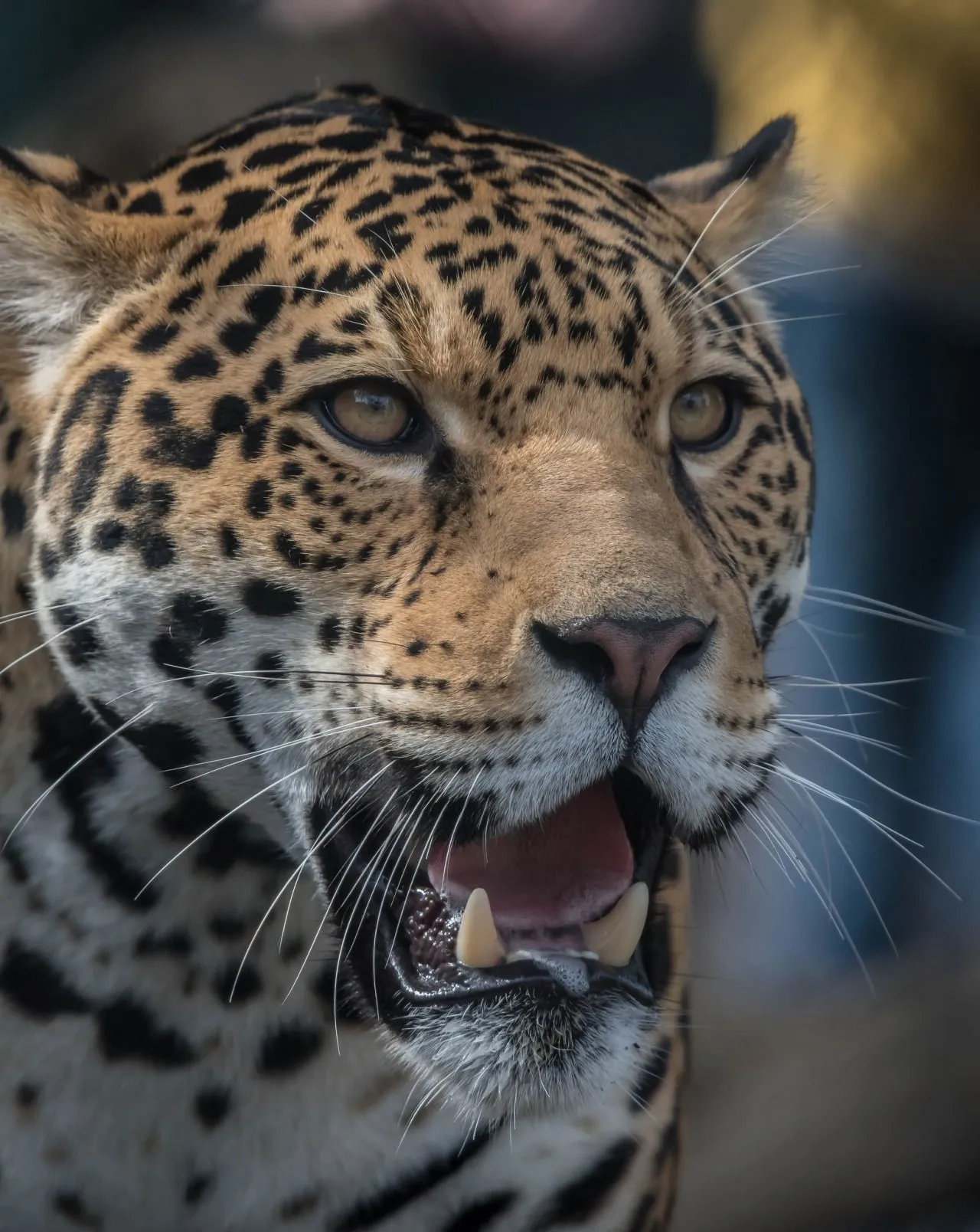 Leopard Face with Open Mouth Expression in an Angry Face