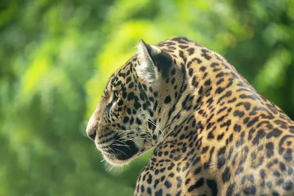 Leopard Focuses on Thick Green Jungle Natural Habitat