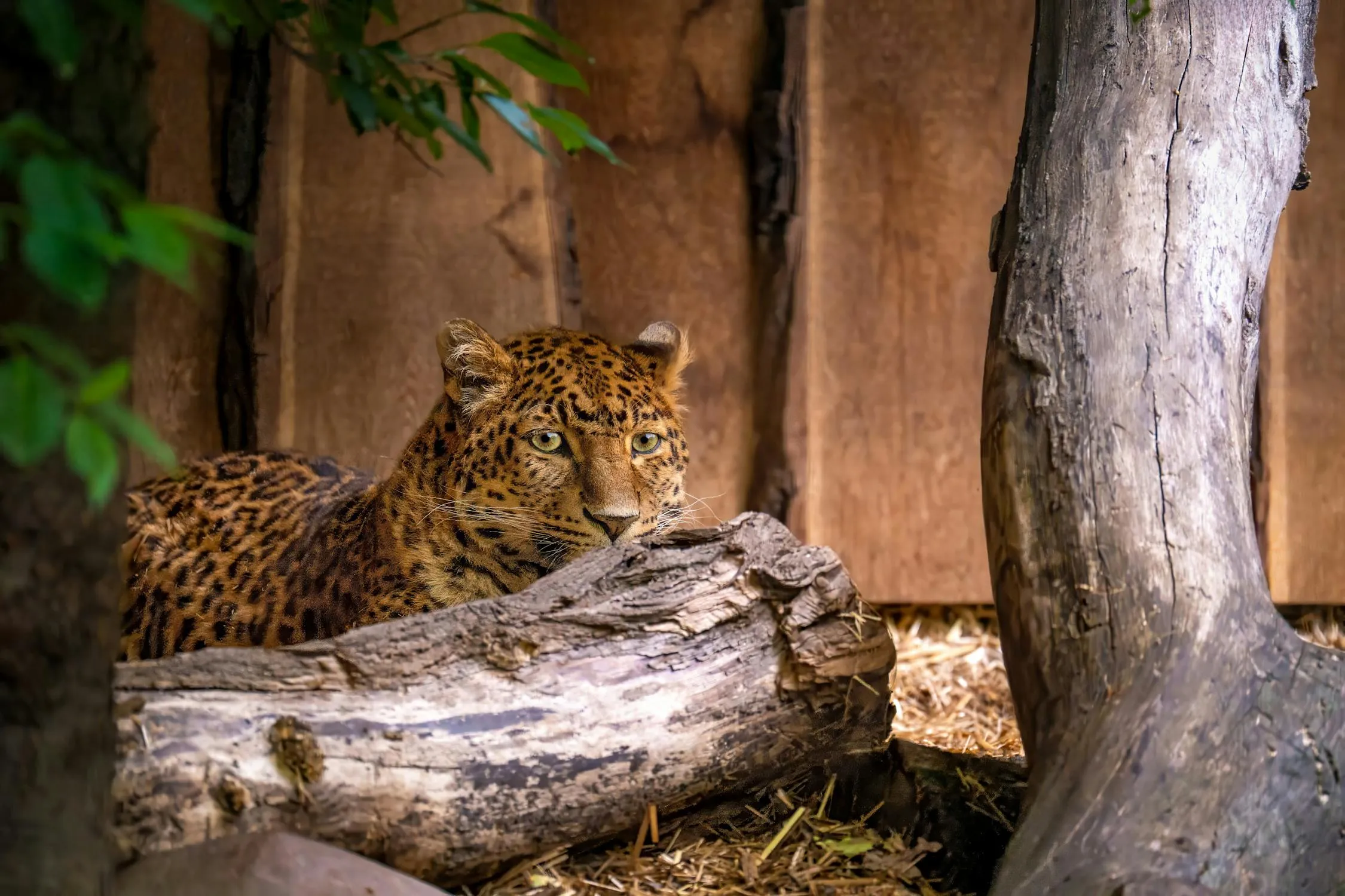 Leopard Hides Behind the Dry Wood and Looking Deeply