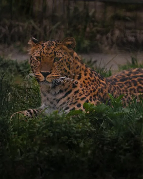 Leopard Hiding in Green Grass with Glowing Eyes Wallpaper