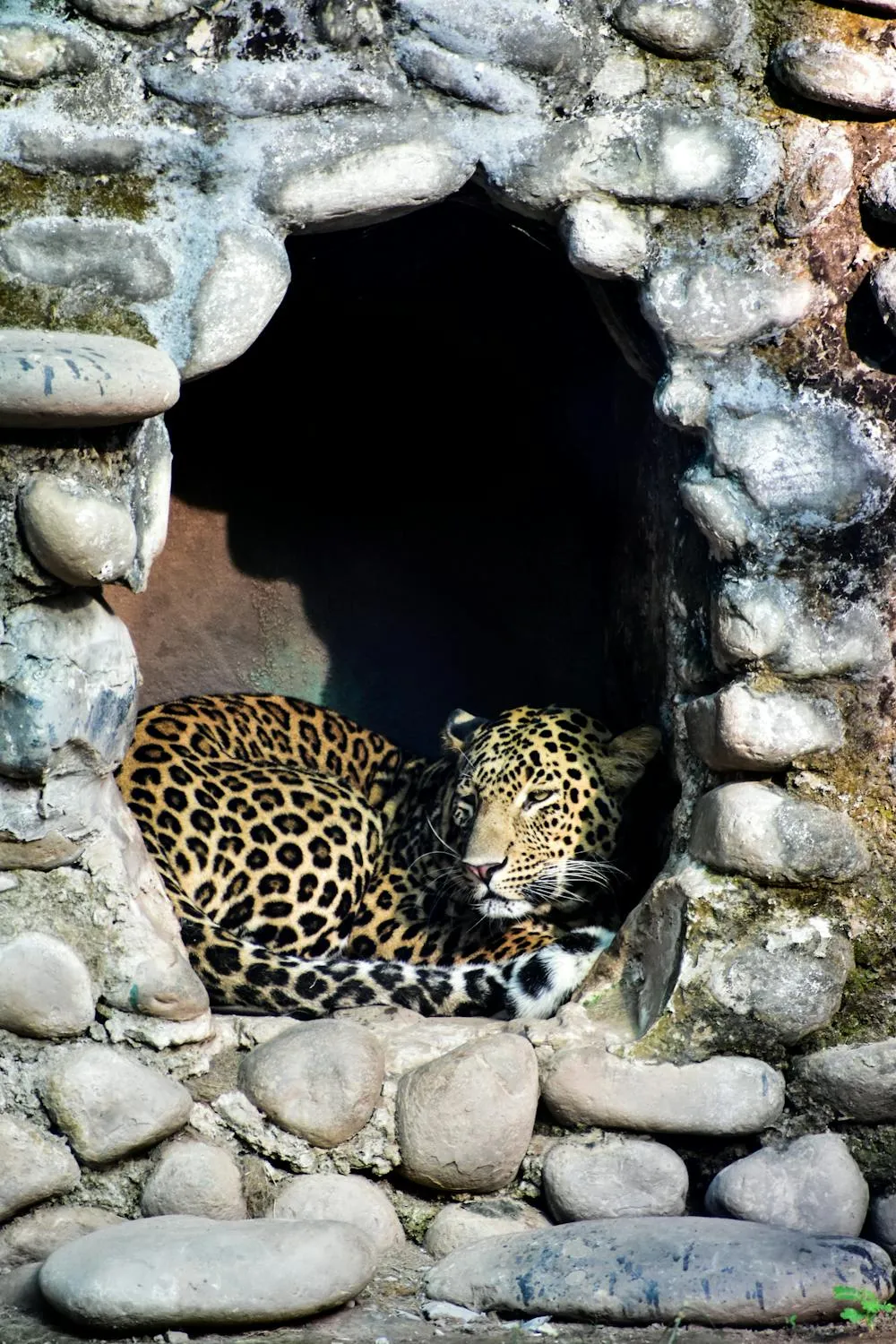 Leopard Hiding Inside Stone Cave Shelter Free Wallpaper
