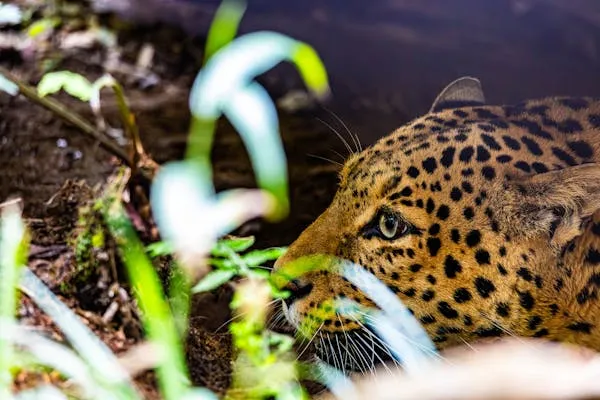 Leopard Hiding Quietly Behind Green Leaves Free Wallpaper