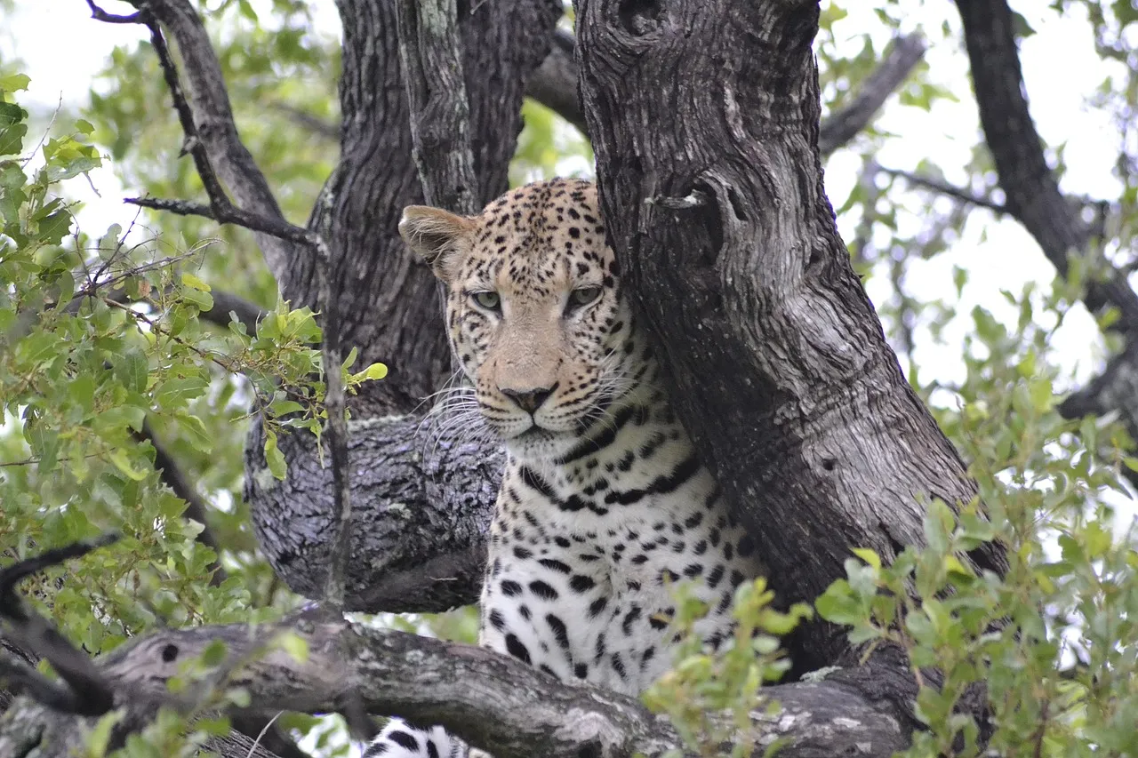 Leopard Hiding in Tree Wildlife Photography HD Wallpaper