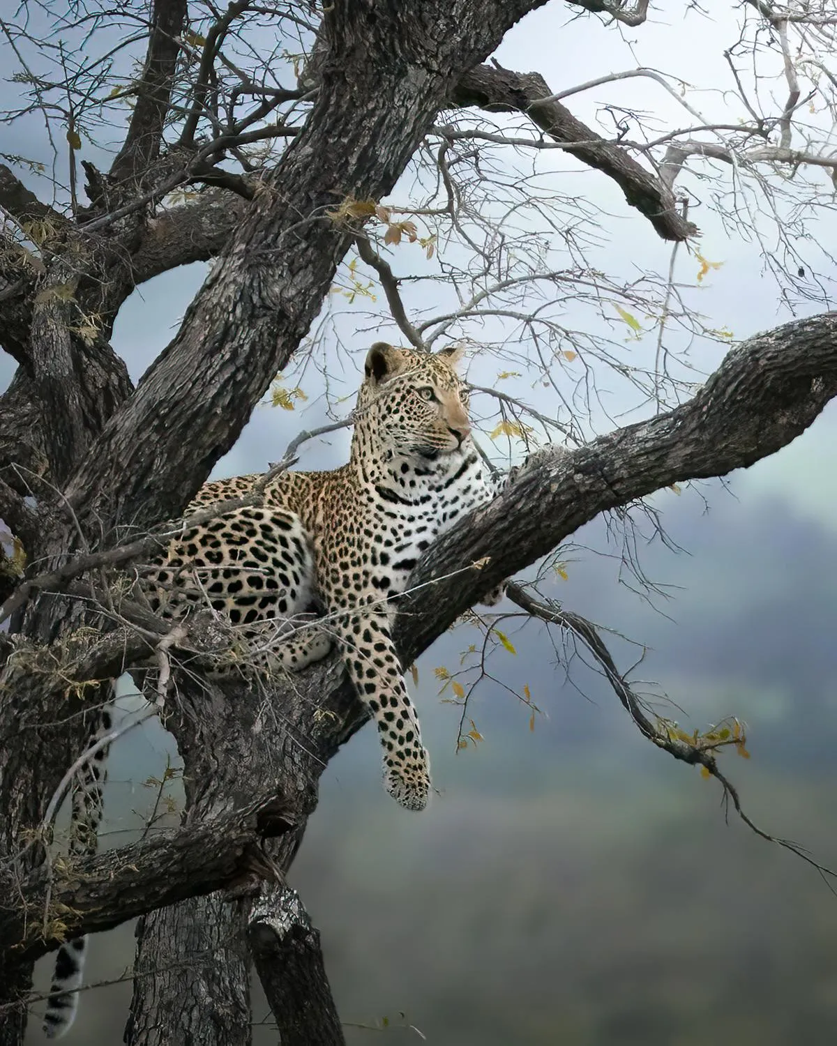 Leopard on High Branch Looking Deeply Natural Habitat