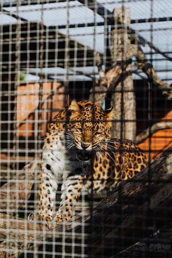Leopard Is Inside Zoo Cage Gazing Through the Steel Bars