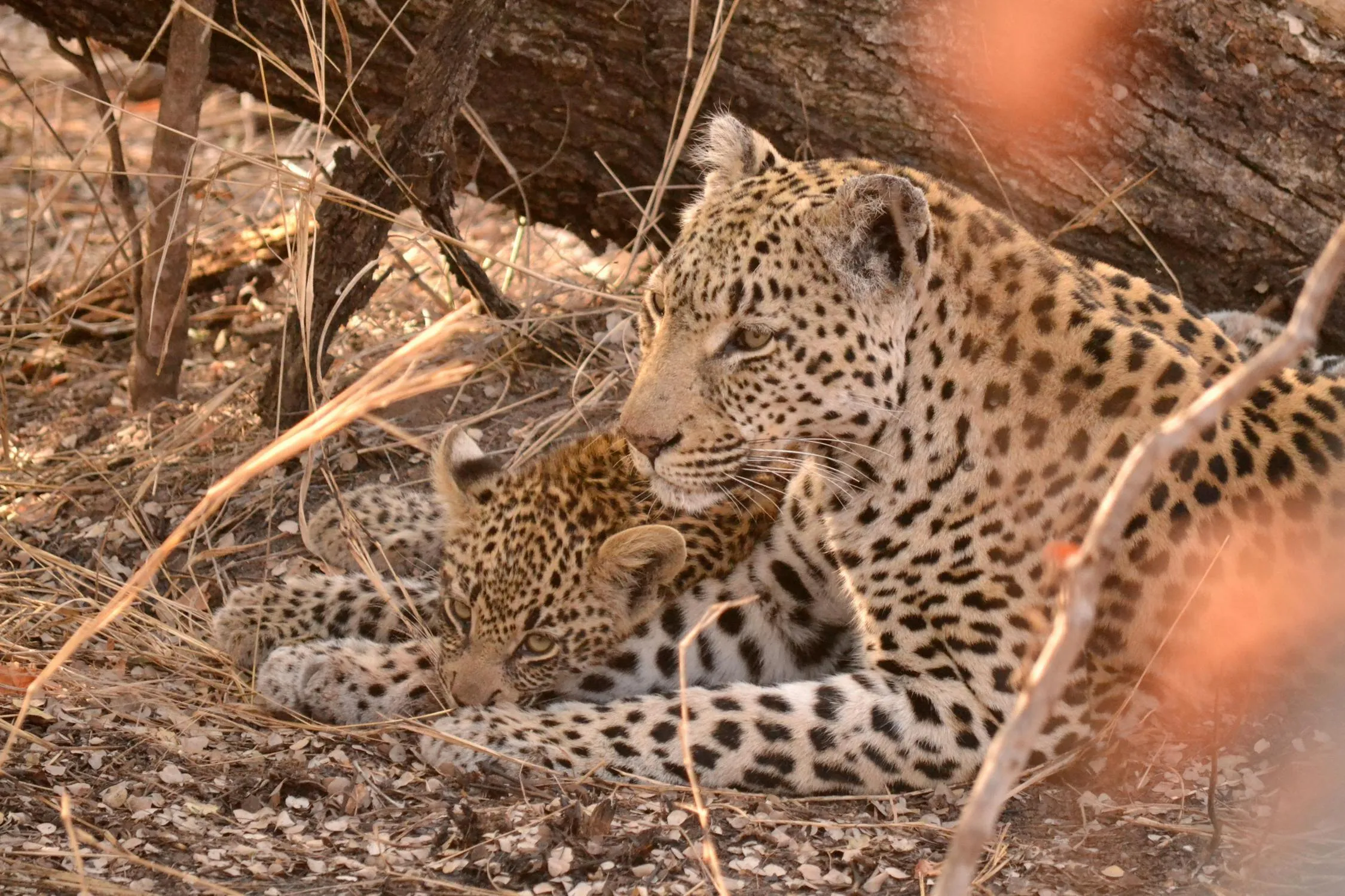 Leopard and its Cub Are Sitting Under the Dry Wood