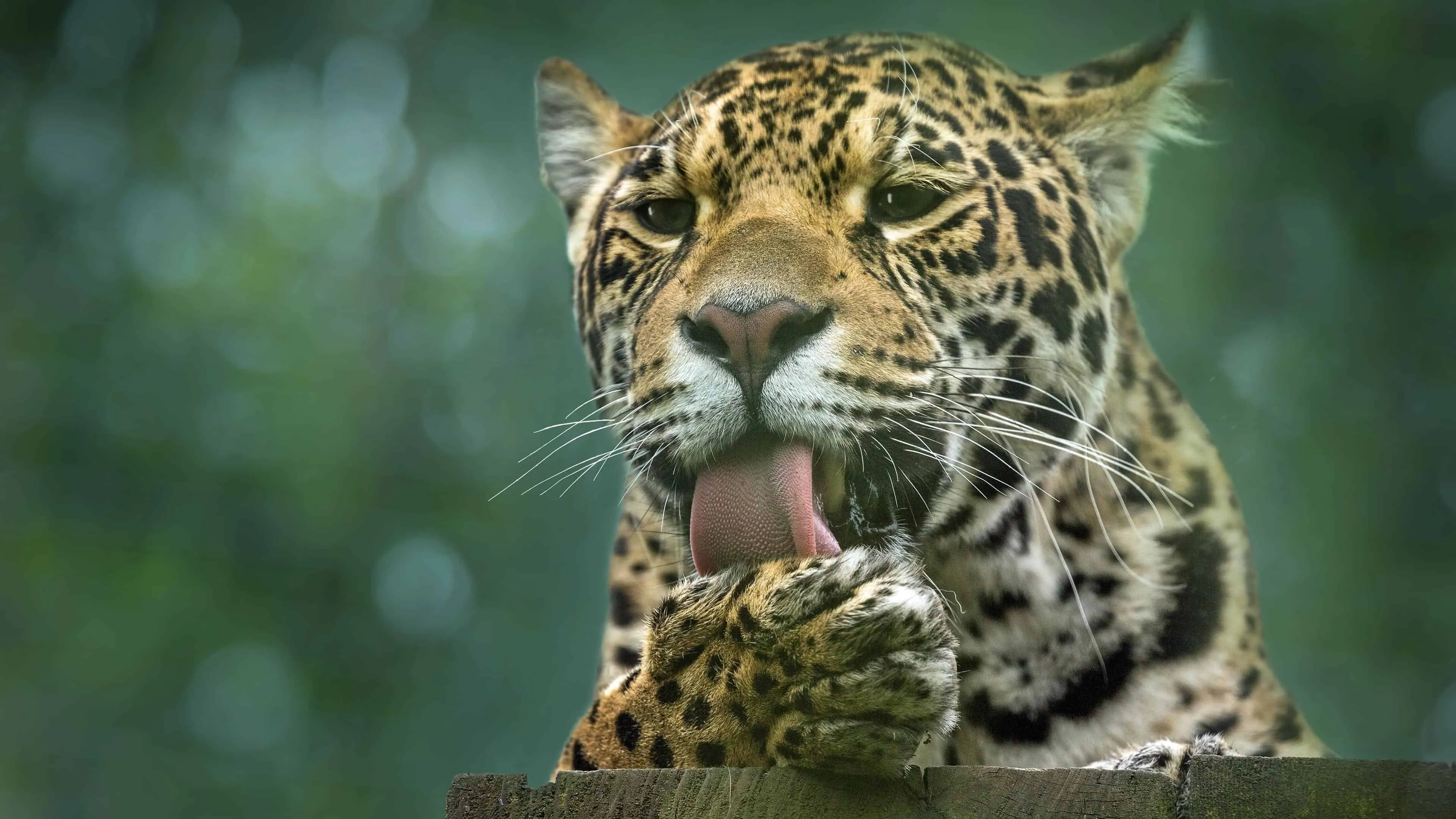 Leopard Licking its Leg Natural Habitat HD Free Wallpaper