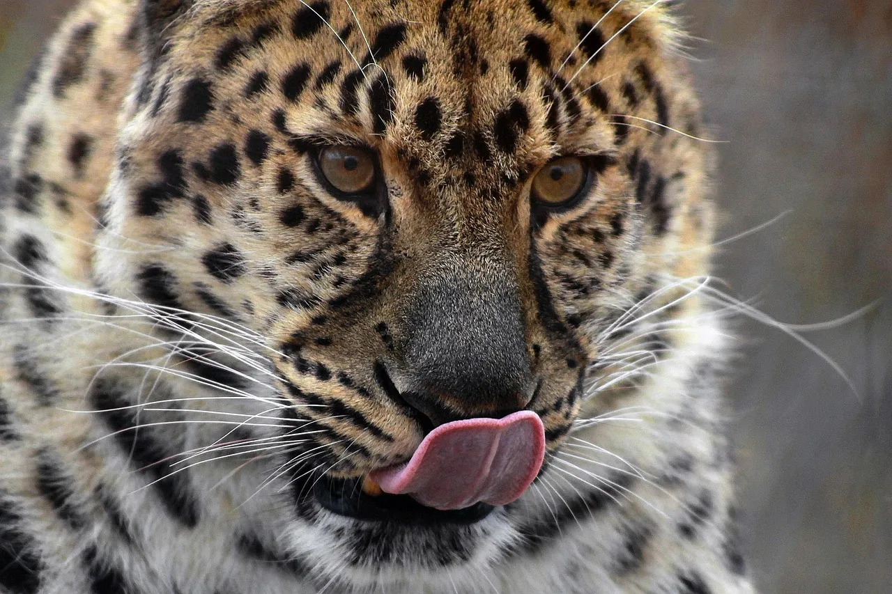 Leopard Licking its Nose Natural Habitat HD Wallpaper